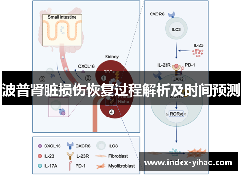 波普肾脏损伤恢复过程解析及时间预测